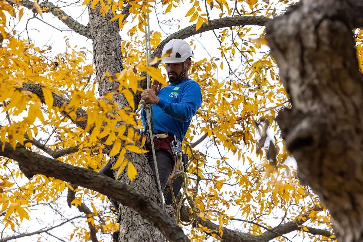 Skilled Tree Transplanting crew working in Rochelle